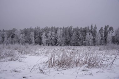 Karla kaplı ağaçlarla kaplı kış manzarası. 