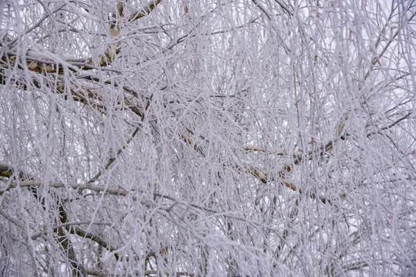 Téli háttér: fehér bolyhos fák hóval. — Stock Fotó