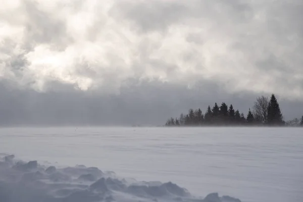 Vintermulet landskap. . Några träd på en äng. — Stockfoto