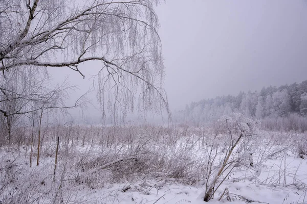 Vintermulet Landskap Med Snötäckta Träd Dålig Sikt Grund Snöstorm Hängande — Stockfoto