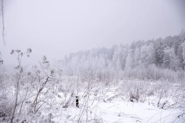 Vintermulet Landskap Med Snötäckta Träd Dålig Sikt Grund Snöstorm — Stockfoto