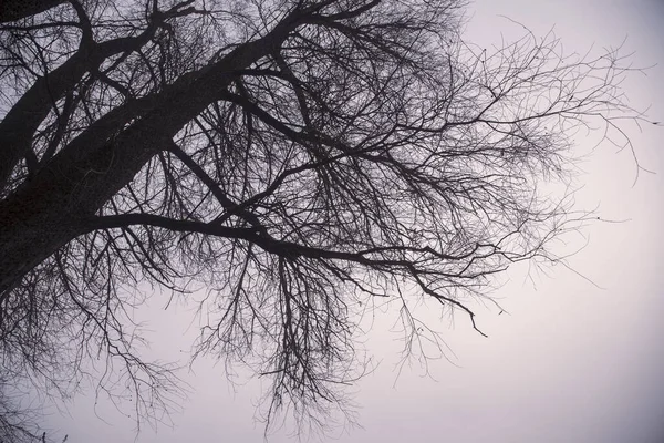 Des Branches Nues Arbre Contre Ciel Brumeux Photographie Monochrome Minimalisme — Photo