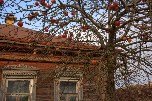 Ein Fragment Eines Alten Rustikalen Holzhauses Und Äste Eines Apfelbaums — Stockfoto