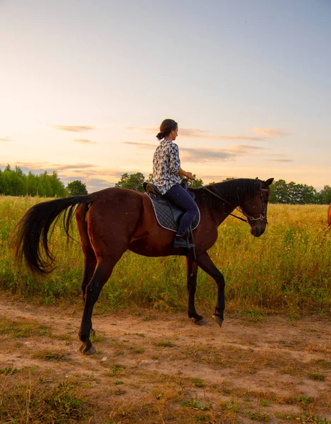 Flicka Rider Häst Åker Varm Kväll Vid Solnedgången — Stockfoto