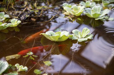 İçinde kırmızı balıkların yüzdüğü küçük bir gölet ve marul suyu..