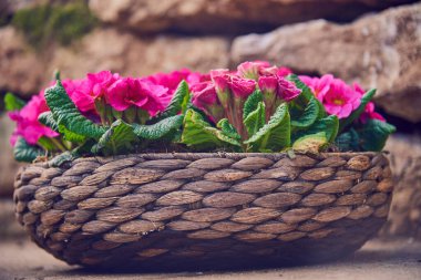 Kaliteli hasır sepetin içindeki parlak bir çuha çiçeği taştan bir duvara karşı. Bahar çiçekleri.