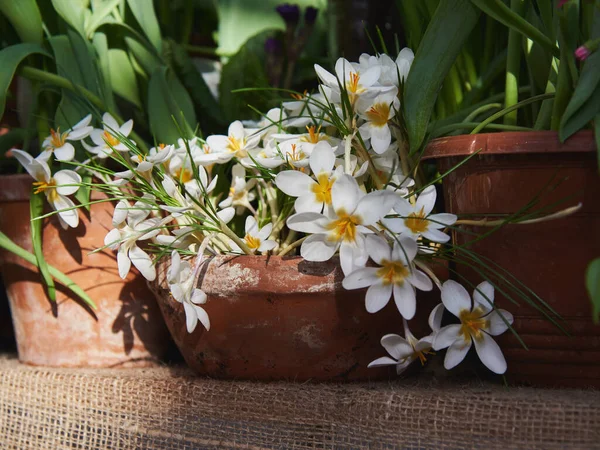 Kısımdaki Seramik Çömlekte Bulunan Narin Beyaz Krokus Bahar Soğanı Çiçekleri — Stok fotoğraf