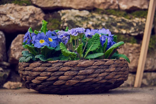 Kaliteli hasır sepetin içindeki parlak bir çuha çiçeği taştan bir duvara karşı. Bahar çiçekleri.