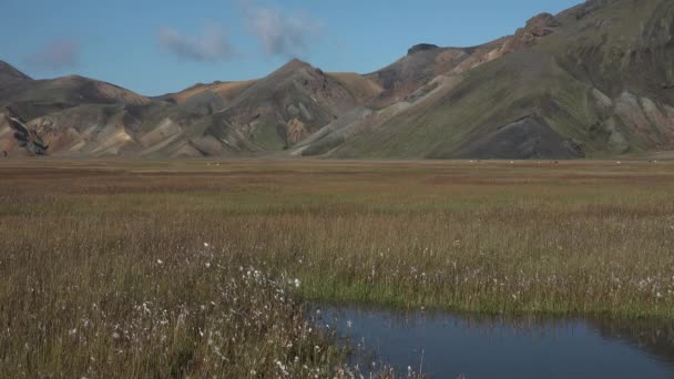 Iceland. Colorful mountains on the hiking trail. The combination of layers of multi-colored rocks, minerals, grass and moss. Landmannalaugar. — Stock Video