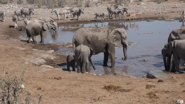 Animales en la naturaleza. Elefantes en un abrevadero en el desierto africano. — Vídeo de stock