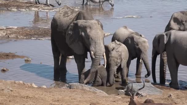 Animali allo stato brado. Elefanti in un abbeveratoio nel deserto africano. — Video Stock
