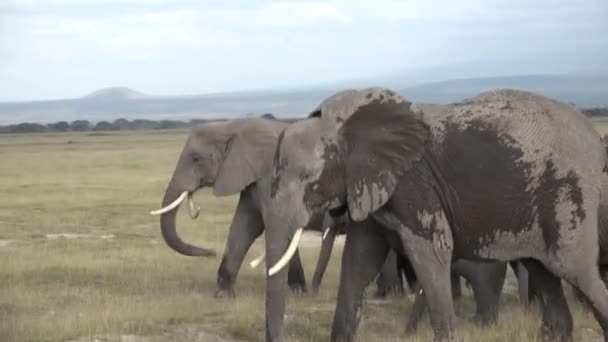 Safari in Kenia en Tanzania. Olifanten in een Afrikaanse sanwanna. — Stockvideo