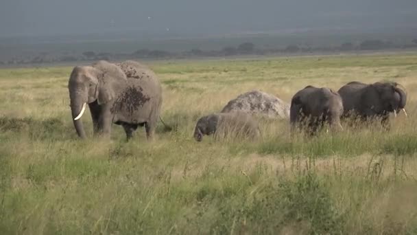 Safari in Kenia en Tanzania. Olifanten in een Afrikaanse sanwanna. — Stockvideo