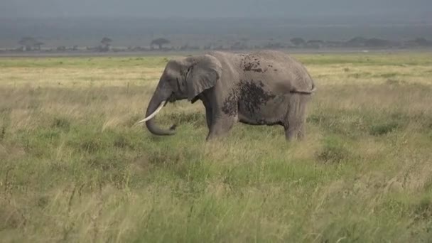Safari in Kenya and Tanzania. Elephants in an African sanwanna. — Stock Video