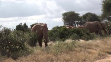 Kenya ve Tanzanya 'da Safari. Afrika 'da filler.