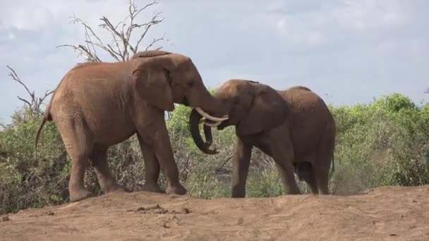 Safari w Kenii i Tanzanii. Słonie w afrykańskiej sanwanna. — Wideo stockowe