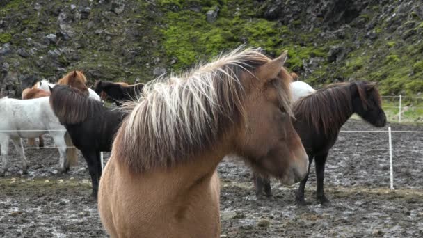 Islandia. Zbliżenie portret wiejącej grzywy islandzkiego konia. — Wideo stockowe