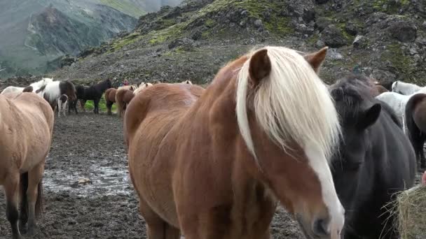 Island. Närbild porträtt av blåsande man av islandshäst. — Stockvideo