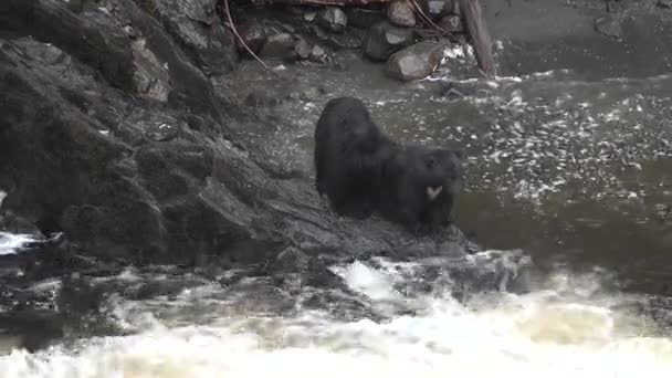 Wildtiere in Alaska. Bären kommen an einen Gebirgsfluss und fangen darin Fische. — Stockvideo