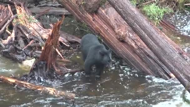 Dzika przyroda Alaski. Niedźwiedzie przychodzą nad górską rzekę i łowią w niej ryby.. — Wideo stockowe