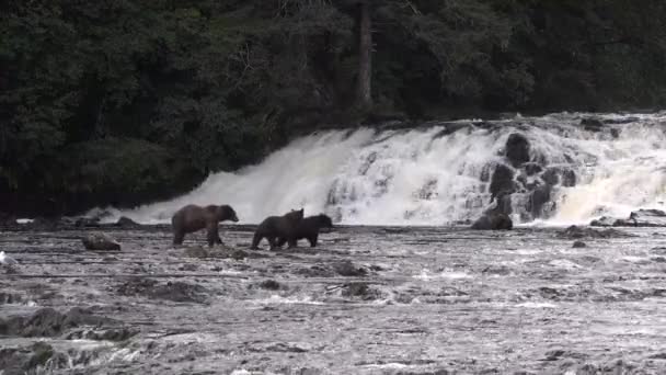 Djurlivet i Alaska. Björnar kommer till en bergsflod och fångar fisk i den. — Stockvideo