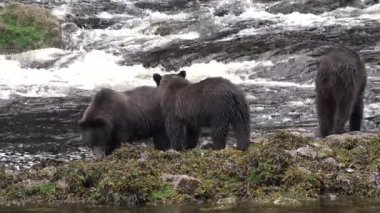 Alaska 'nın vahşi yaşamı. Ayılar bir dağ nehrine gelir ve orada balık yakalar..
