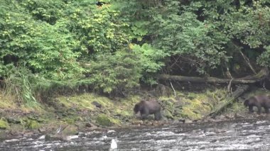 Alaska 'nın vahşi yaşamı. Ayılar bir dağ nehrine gelir ve orada balık yakalar..