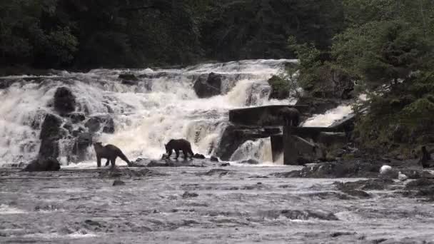 Faune de l'Alaska. Les ours viennent à une rivière de montagne et y attrapent des poissons. — Video