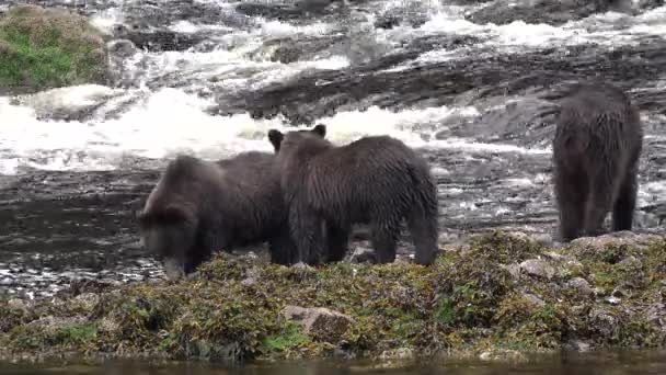 Faune de l'Alaska. Les ours viennent à une rivière de montagne et y attrapent des poissons. — Video