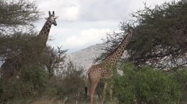 Vahşi Afrika zürafası yeşil alanda yaprak yiyor. Afrika 'daki bilimsel bir keşif sırasında çekilmiş vahşi yaşam görüntüleri.,