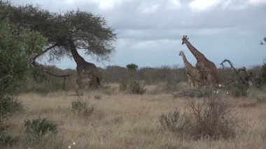 Vahşi Afrika zürafası yeşil alanda yaprak yiyor. Afrika 'daki bilimsel bir keşif sırasında çekilmiş vahşi yaşam görüntüleri.,