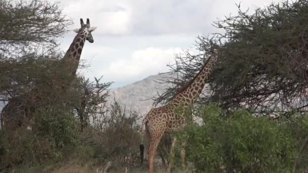 Дикий африканський жираф їсть листя кущів у зеленій місцевості. Відеозаписи дикої природи, зняті під час наукової експедиції в Африці., — стокове відео
