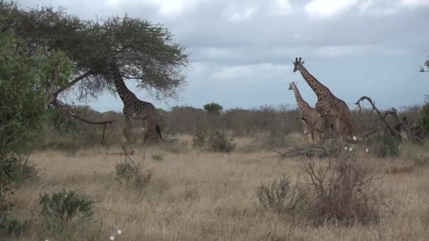 Dzika afrykańska żyrafa jedząca liście krzewu w zielonej okolicy. Nagrania z dzikiej przyrody zrobione podczas ekspedycji naukowej w Afryce, — Wideo stockowe