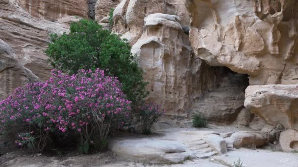 Jordan. L'antica città di Petra. Patrimonio storico mondiale — Video Stock