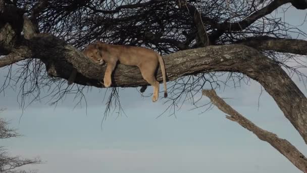 Ein Löwe schläft auf einem Ast in der Savanne — Stockvideo