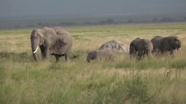 Afrika filleri bozkırda otlar. Kenya ve Tanzanya 'ya yapılan bir keşif gezisinde çekilmiş vahşi yaşam görüntüleri. 4K