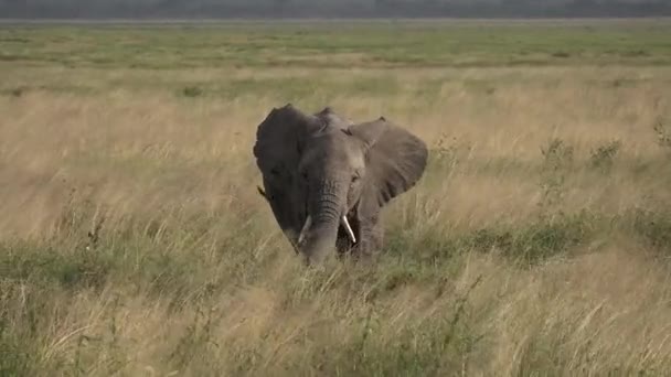 Los elefantes africanos pastan en la sabana. Imágenes de vida silvestre tomadas durante una expedición a Kenia y Tanzania. 4K — Vídeo de stock