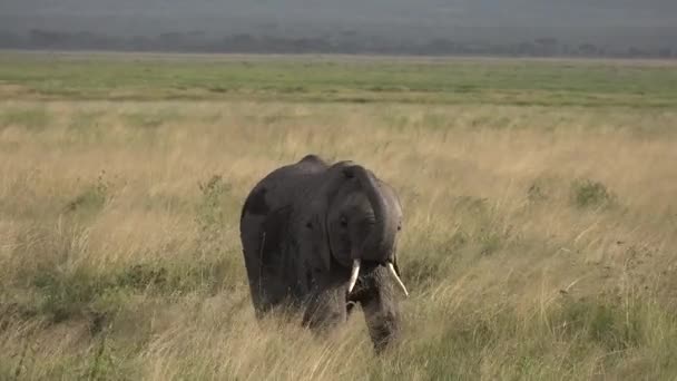 Los elefantes africanos pastan en la sabana. Imágenes de vida silvestre tomadas durante una expedición a Kenia y Tanzania. 4K — Vídeos de Stock