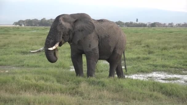 Afričtí sloni se pasou v savaně. Záběry z divočiny pořízené během expedice do Keni a Tanzanie. 4K — Stock video