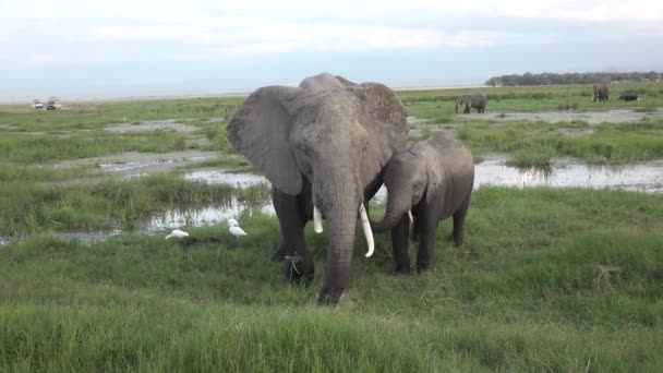 Słonie afrykańskie pasą się w sawannie. Zdjęcia dzikiej przyrody zrobione podczas wyprawy do Kenii i Tanzanii. 4K — Wideo stockowe
