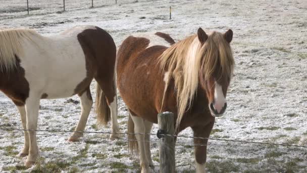 Cavalos islandeses. Cavalos puro sangue em pasto livre, campo coberto de neve, grama amarela faz o seu caminho através da neve, liberdade, quadro montanhas — Vídeo de Stock