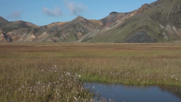 Islanda. Landmannalaugar è una famosa zona di montagne colorate di riolite. Campi di lava e sentieri escursionistici unici. La combinazione di strati — Video Stock