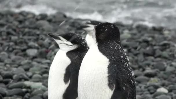A Family of Penguins on the Shores of the Antarctic Peninsula. Pareja aleteando alas en primer plano. Antártida Invierno polar — Vídeo de stock