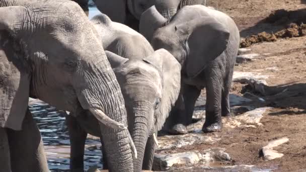 Los elefantes africanos beben agua en un estanque — Vídeo de stock