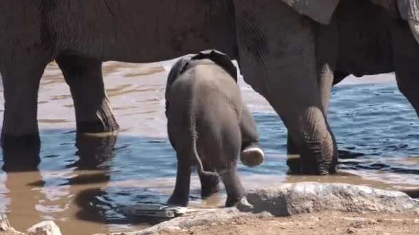 Los elefantes africanos beben agua en un estanque — Vídeo de stock