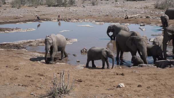 Les éléphants d'Afrique boivent de l'eau dans un étang — Video