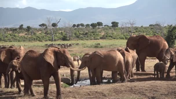 Los elefantes africanos beben agua en un estanque — Vídeos de Stock