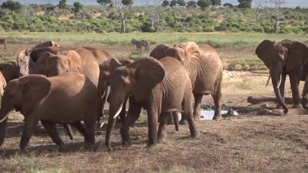 Африканские слоны пьют воду в пруду — стоковое видео