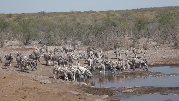 Beaux zèbres rayés courent dans un étang pour étancher leur soif tout en migrant à travers la savane africaine sur une chaude — Video