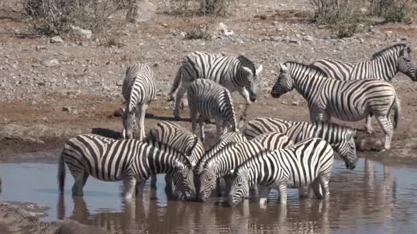 Beautiful striped zebras run into a pond to quench their thirst while migrating across the African savannah on a hot — Stock Video